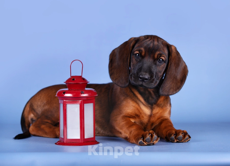 Собаки в Нижнем Новгороде: Продаётся сука 6 месяцев, документы РКФ, породная. На условиях.  Девочка, Бесплатно - фото 2