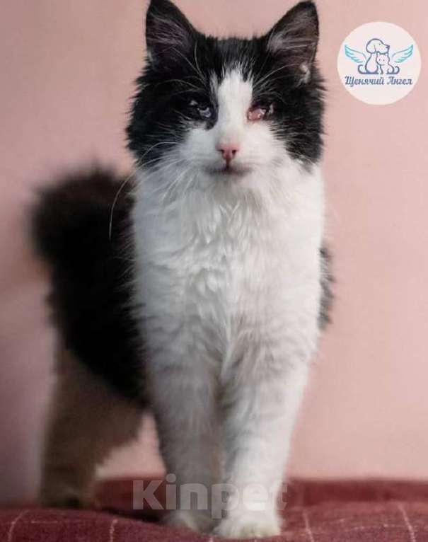 Кошки в Москве: Особенная Панда хочет домой! Девочка, Бесплатно - фото 5