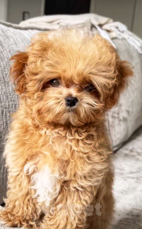 Собаки в Москве: Мальтипу | тикап тедди пудель Китай Девочка, 150 000 руб. - фото 1