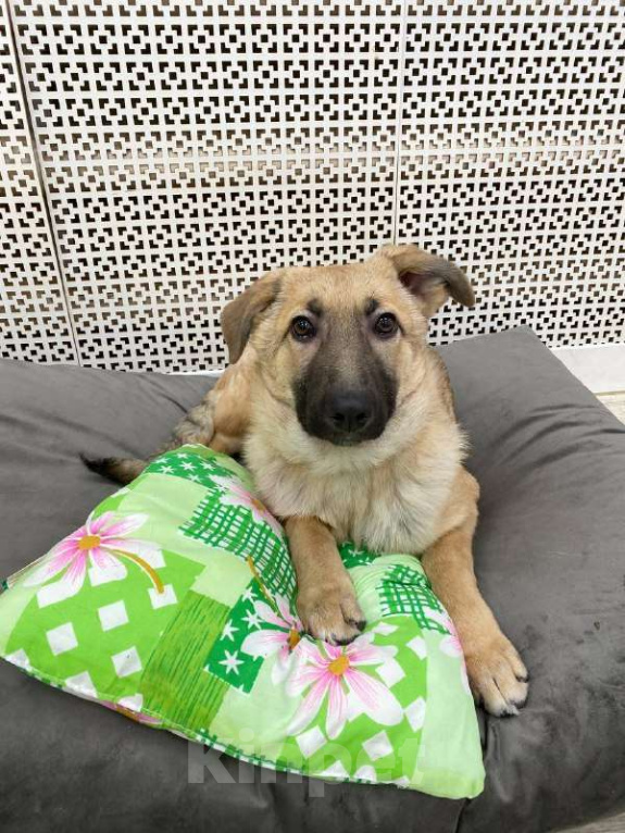 Собаки в Москве: Щенки бесплатно в Москве Девочка, Бесплатно - фото 3