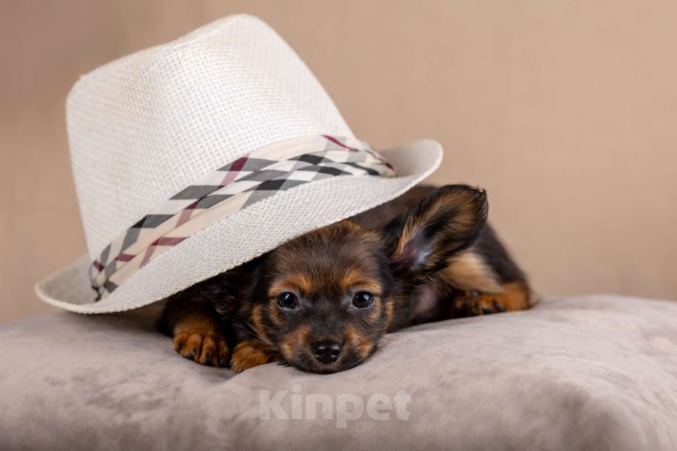 Собаки в Сосновом Бору: Щенок русского тоя длинношерстного Мальчик, Бесплатно - фото 3