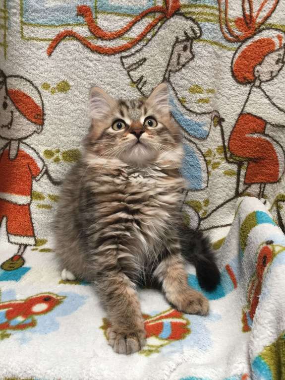 Кошки в Санкт-Петербурге: Сибирские котята Мальчик, 45 000 руб. - фото 3