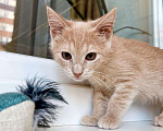 Кошки в Москве: Рыжее чудо, котенок по имени Кекс в добрые руки Мальчик, Бесплатно - фото 2