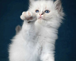 Кошки в Москве: Девочка Рэгдолл самая нежная Девочка, 70 000 руб. - фото 6