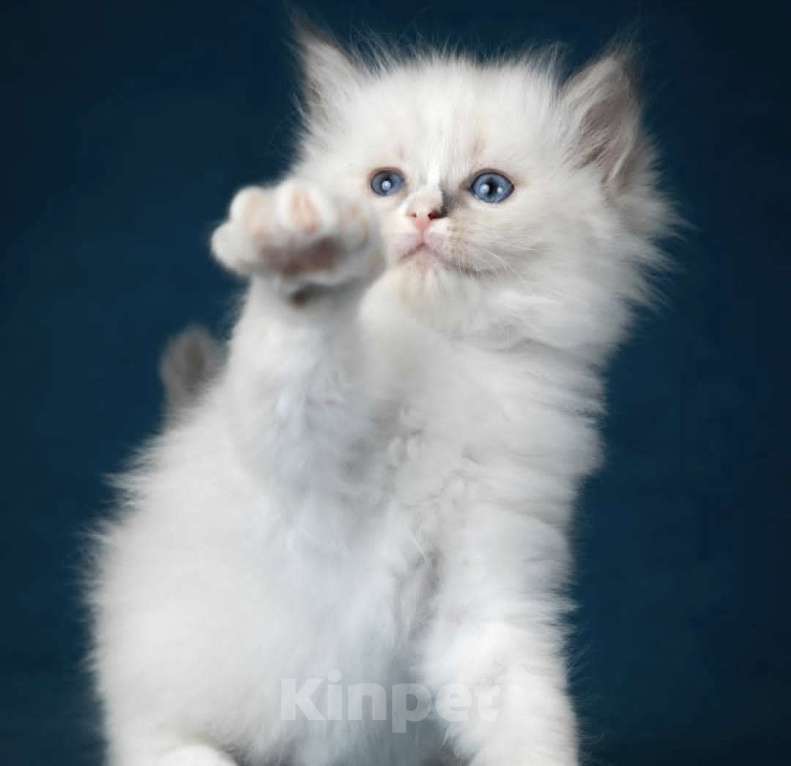 Кошки в Москве: Девочка Рэгдолл самая нежная Девочка, 70 000 руб. - фото 6