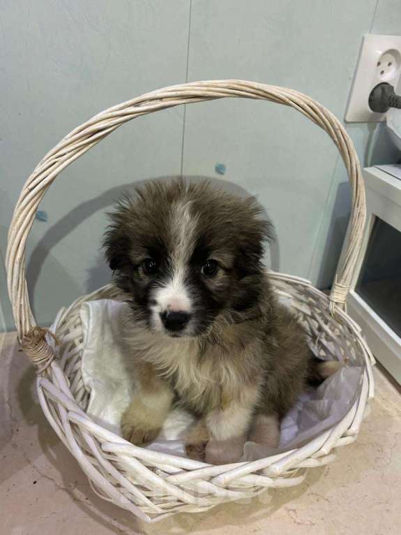 Собаки в Москве: Маленький щенок ищет дом! Девочка, Бесплатно - фото 8