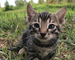 Кошки в Барнауле: Котята бенгалы Девочка, 15 000 руб. - фото 8