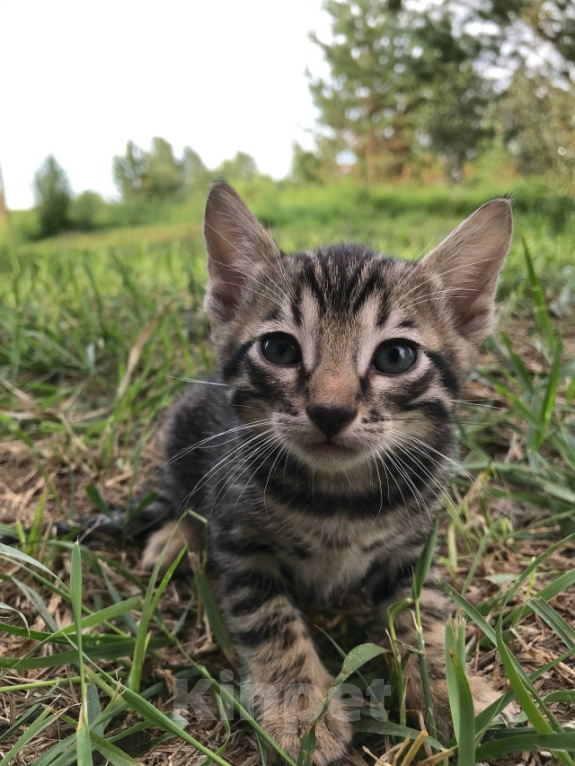 Кошки в Барнауле: Котята бенгалы Девочка, 15 000 руб. - фото 8