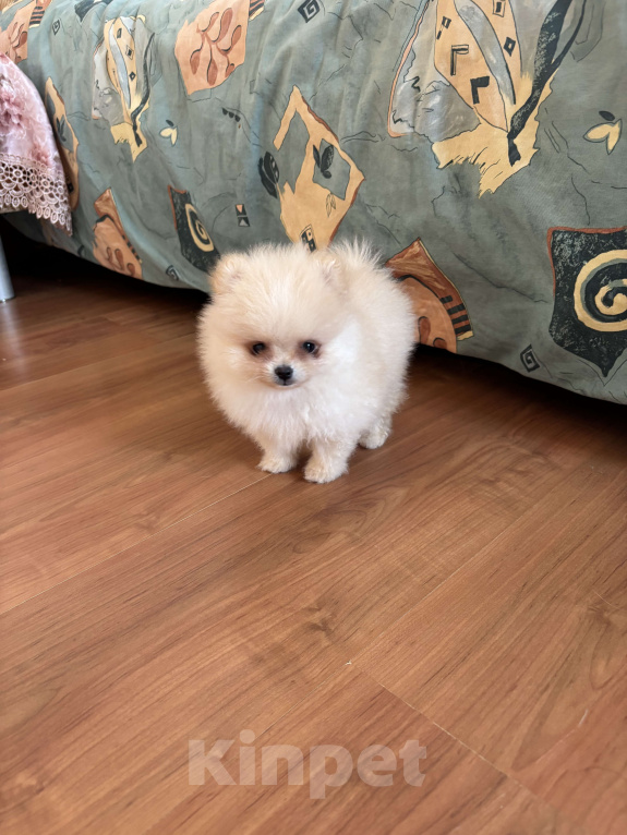 Собаки в Москве: Мини мальчик померанского шпица , Энди  Мальчик, 55 000 руб. - фото 6