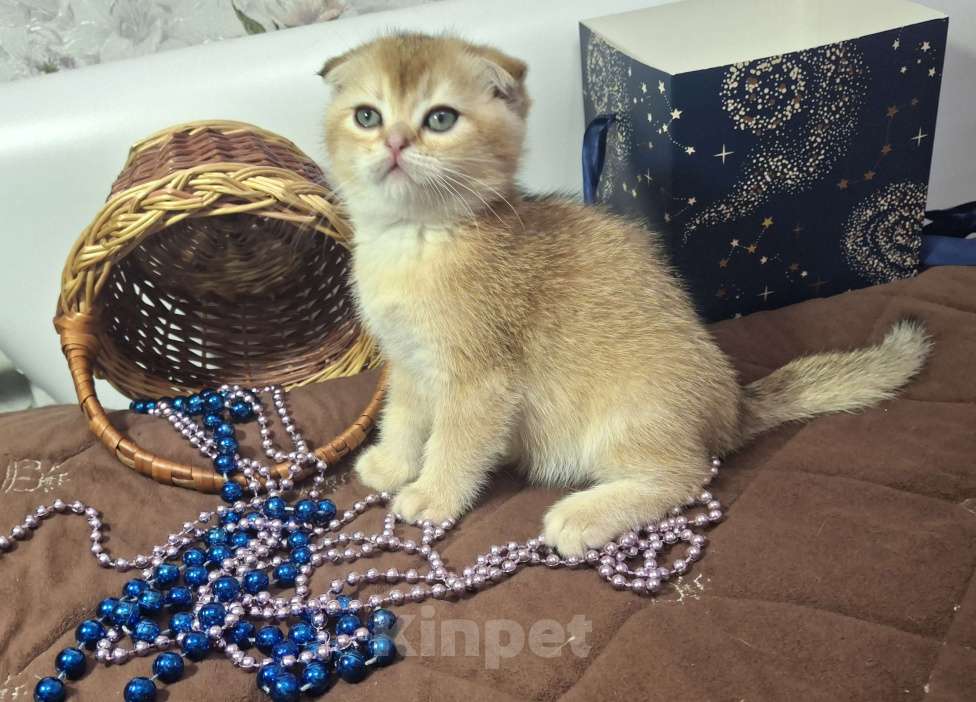 Кошки в Москве: Вениамин Мальчик, 50 000 руб. - фото 6