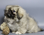 Собаки в Санкт-Петербурге: Щенок пекинеса Девочка, 100 000 руб. - фото 2