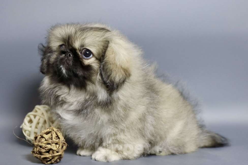 Собаки в Санкт-Петербурге: Щенок пекинеса Девочка, 100 000 руб. - фото 2