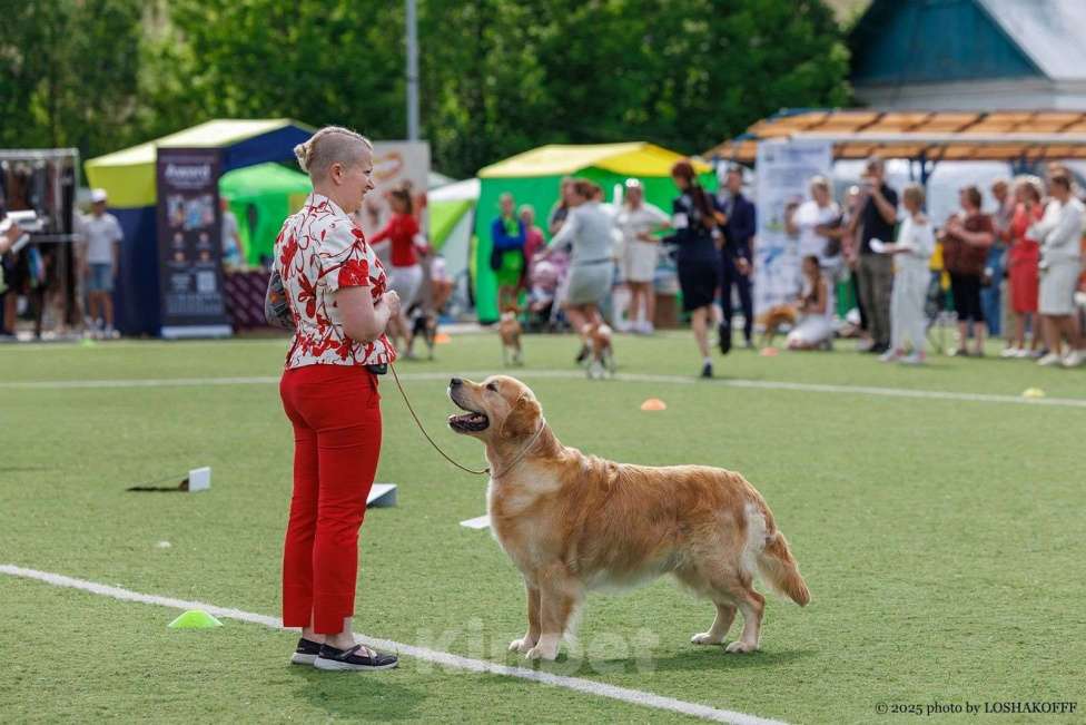 Собаки в Санкт-Петербурге: Чудесные  щенки Золотистый ретривер Мальчик, 60 000 руб. - фото 8