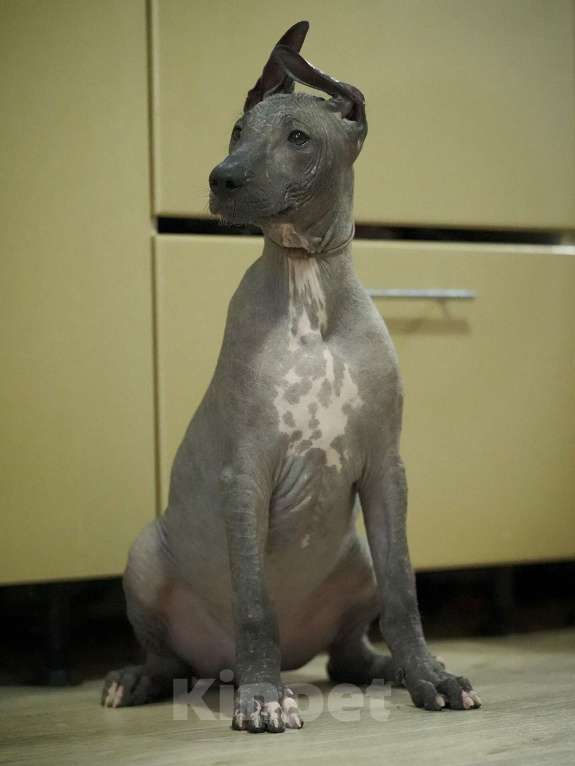 Собаки в Москве: Ксолоитцкуинтли стандартного размера  Мальчик, 50 000 руб. - фото 4
