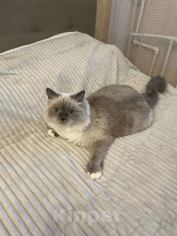 Кошки в Омске: Отдадим в добрые руки в связи с переездом Девочка, Бесплатно - фото 2