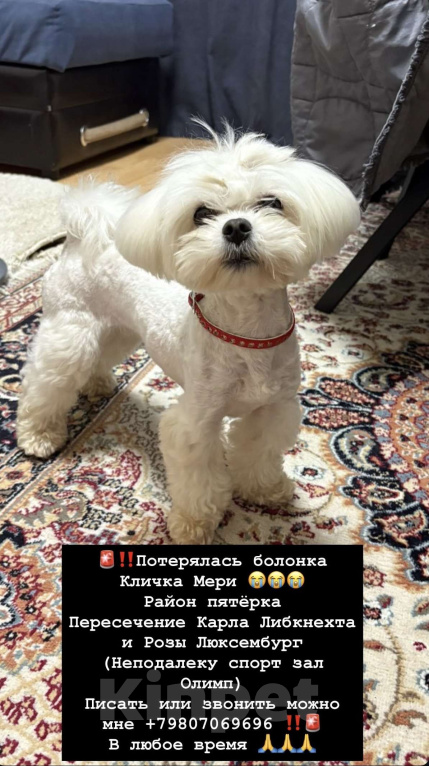 Собаки в Ярославле: Потерялась собачка Девочка, Бесплатно - фото 1