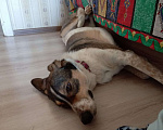 Собаки в Великом Новгороде: Отдам в добрые руки  Девочка, Бесплатно - фото 3