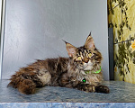 Кошки в Москве: Котёнок Мейн-кун Девочка Девочка, 47 000 руб. - фото 5