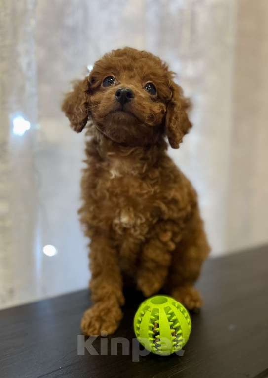 Собаки в Москве: Той -пудель мальчик щенок  Мальчик, 60 000 руб. - фото 1