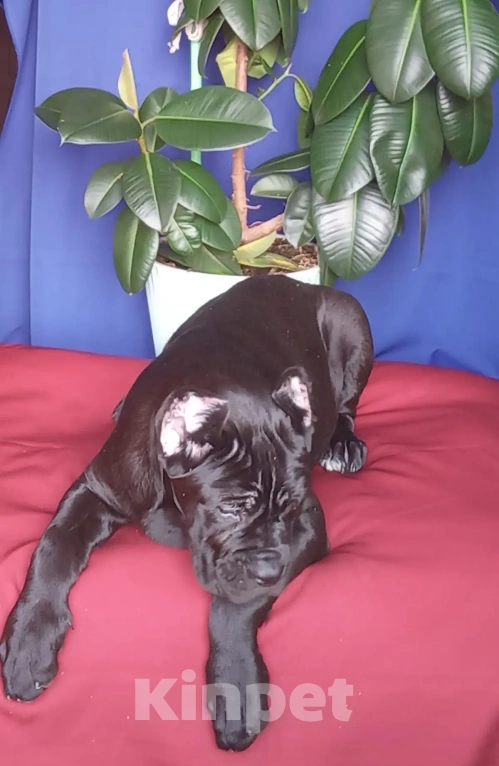 Собаки в Курске: продается прекрасная малышка кане корсо Девочка, 50 000 руб. - фото 2