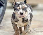 Собаки в других городах Московской области: Американский булли мрамор голубой Мальчик, 120 000 руб. - фото 1