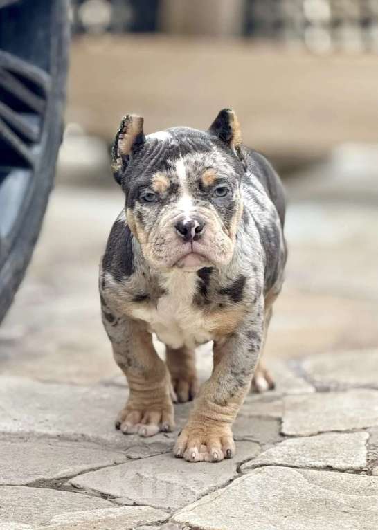 Собаки в других городах Московской области: Американский булли мрамор голубой Мальчик, 120 000 руб. - фото 1