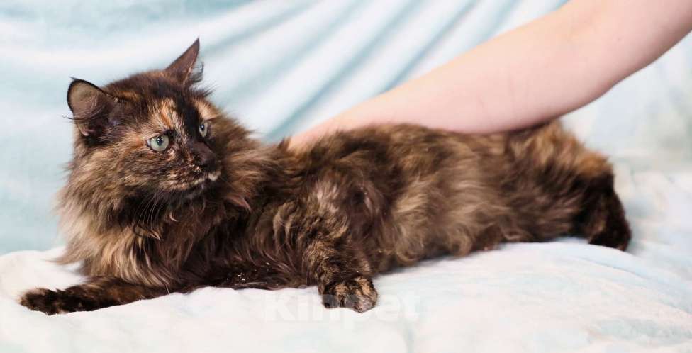 Кошки в Москве: Стеша - роскошная пушистая кошечка в дар Девочка, Бесплатно - фото 7