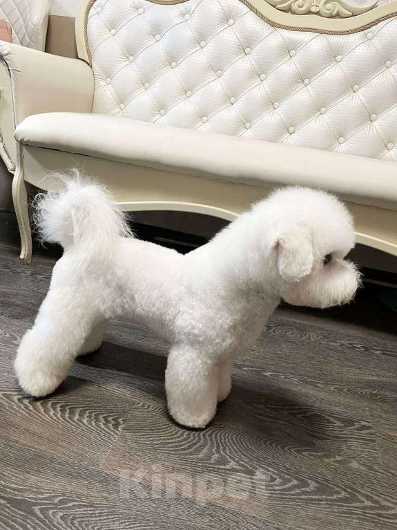 Собаки в Москве: мальчик Мальчик, 100 000 руб. - фото 2