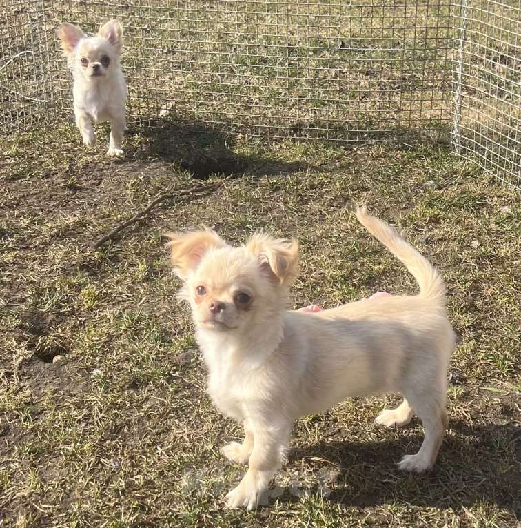 Собаки в Санкт-Петербурге: Кремовые чихуашки Девочка, 35 000 руб. - фото 2