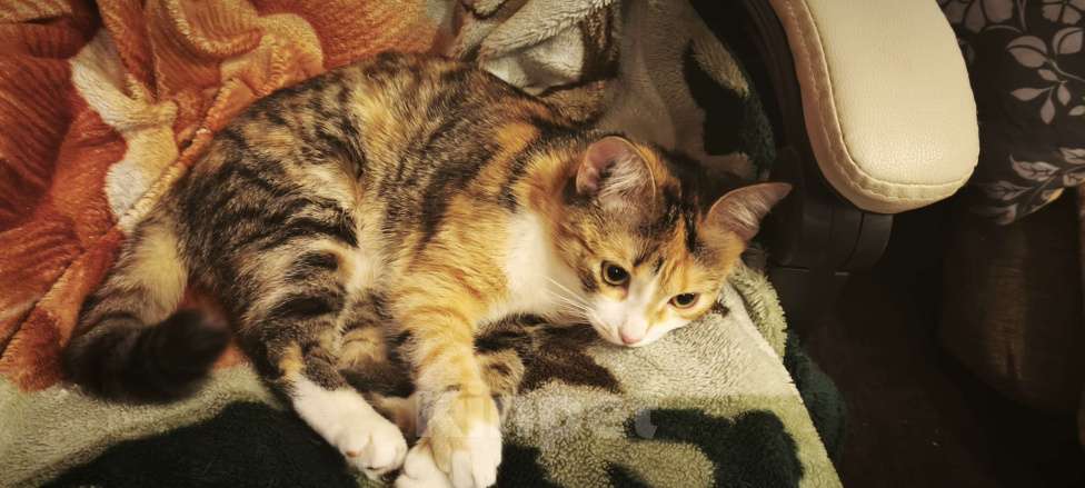 Кошки в Екатеринбурге: Ищем дом Девочка, Бесплатно - фото 3