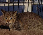 Кошки в Лобне: Мира кошечка в поиске своего человека Девочка, Бесплатно - фото 2