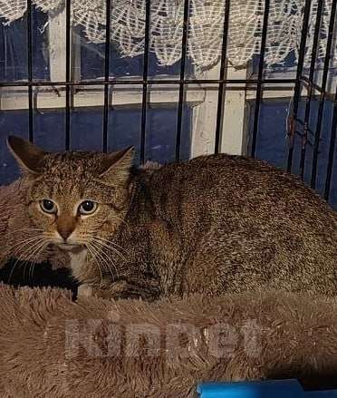 Кошки в Лобне: Мира кошечка в поиске своего человека Девочка, Бесплатно - фото 2