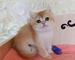Кошки в Санкт-Петербурге: Золотая шиншилла котёнок мальчик Мальчик, 25 000 руб. - фото 3