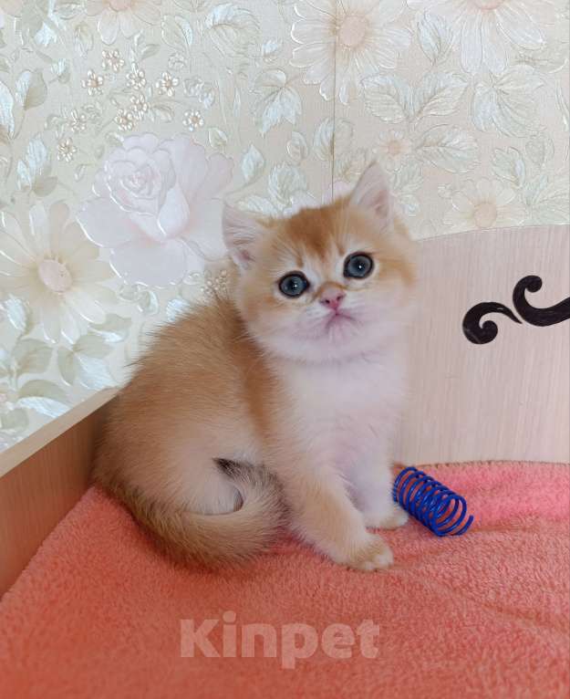Кошки в Санкт-Петербурге: Золотая шиншилла котёнок мальчик Мальчик, 25 000 руб. - фото 3