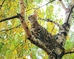 Кошки в Краснодаре: Породистые бенгальские котята от питомника ЮШЕРУС Мальчик, 25 000 руб. - фото 4