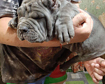 Собаки в Химках: Неаполиташки, 80 000 руб. - фото 6