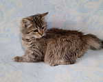 Кошки в Ливны: Котенок, Бесплатно - фото 3