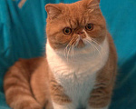 Кошки в Белом Калитве: Экзотические котята  Мальчик, 18 000 руб. - фото 6