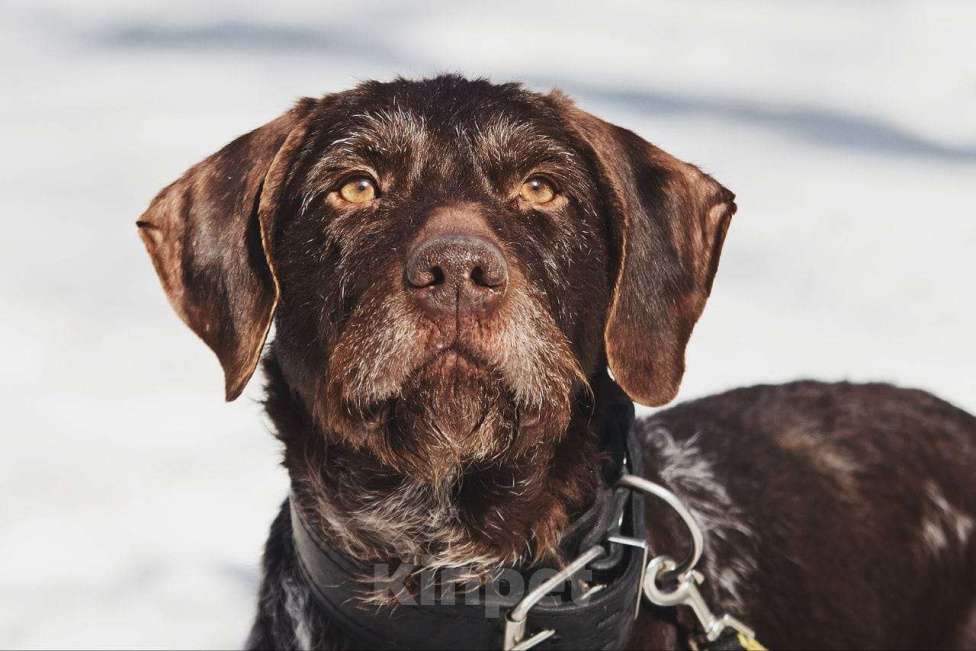 Собаки в Москве: Немецкий дратхаар Линда в добрые руки Девочка, Бесплатно - фото 1