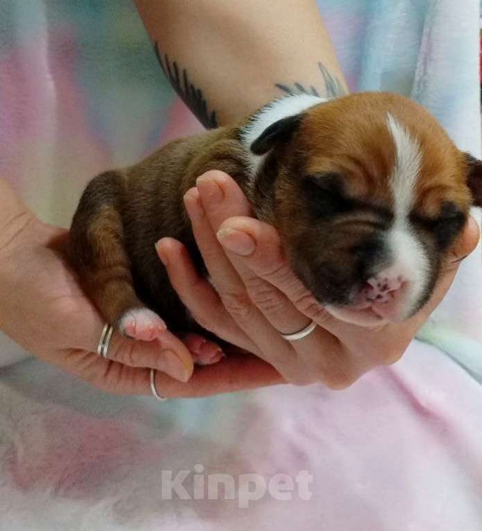 Собаки в Москве: Яркий малыш амстаффа  Мальчик, 80 000 руб. - фото 1