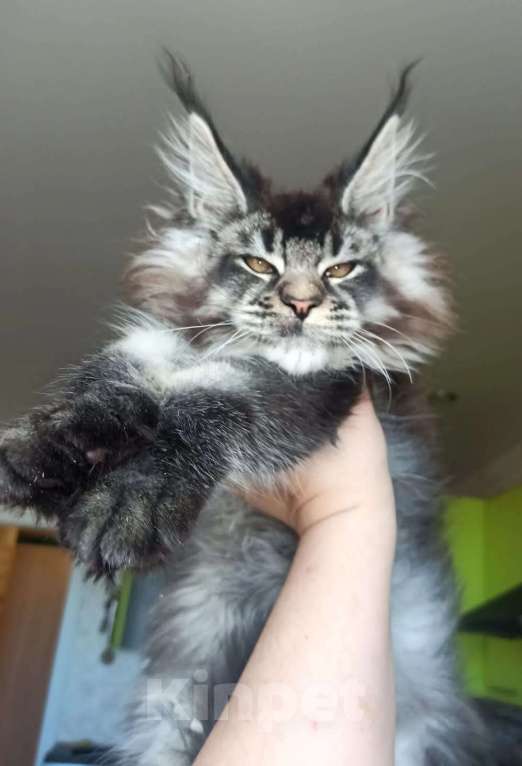 Кошки в Москве: Котята Мейн  кун мальчики  Мальчик, 65 000 руб. - фото 5