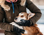 Собаки в Москве: Метис лайки в добрые руки Мальчик, Бесплатно - фото 6