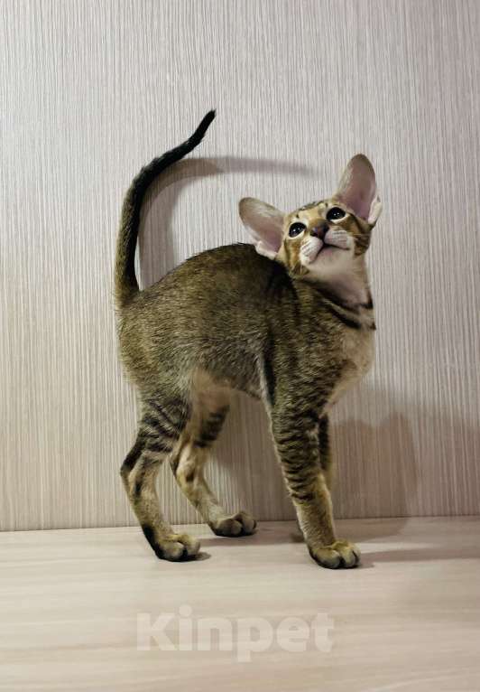 Кошки в Москве: Амур Мальчик, 50 000 руб. - фото 4