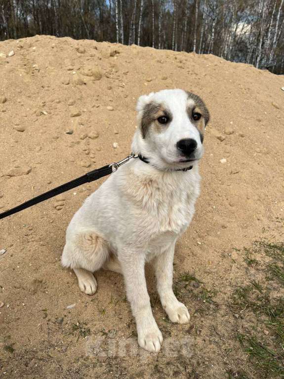 Собаки в Москве: Яша, серьезный щенок Мальчик, Бесплатно - фото 3