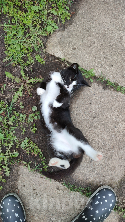 Кошки в Москве: Котенок бесплатно Мальчик, 1 руб. - фото 2