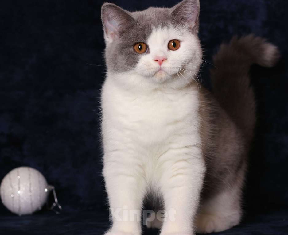 Кошки в Москве: Британская кошечка Девочка, 55 000 руб. - фото 4