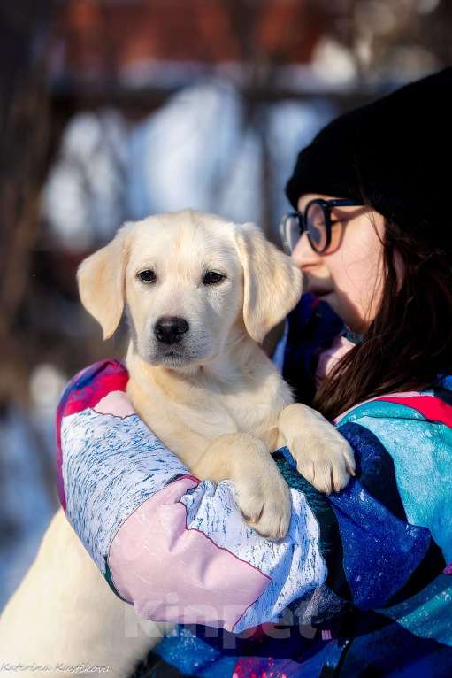 Собаки в Москве: Щенок лабрадора  Девочка, 60 000 руб. - фото 2