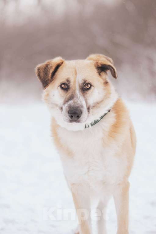 Собаки в Москве: Плюш Мальчик, Бесплатно - фото 2