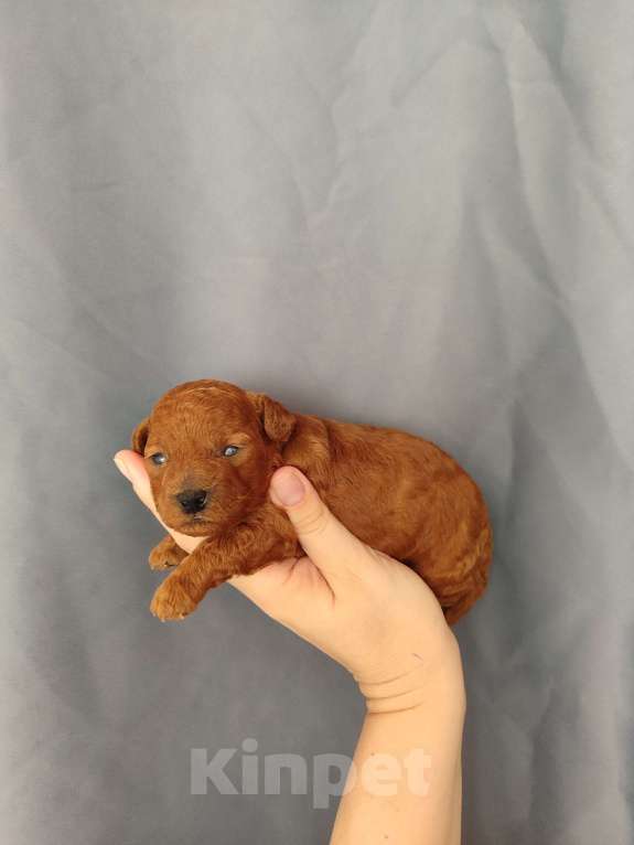 Собаки в Мытищах: Щенки той пудель Девочка, 60 000 руб. - фото 3