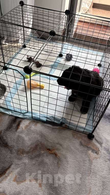 Собаки в Челябинске: Щенки в добрые руки Девочка, Бесплатно - фото 5